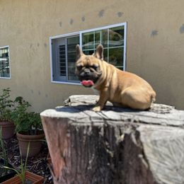 French Bulldog Puppies from Tribe of Judah Kennel