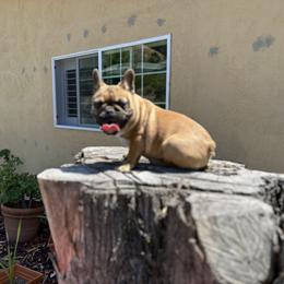 French Bulldog Puppies from Tribe of Judah Kennel