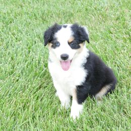 Boy 3 - Jack - Tri-colored male English Shepherd puppy in California, Missouri from Oerly's English Shepherds