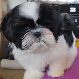 Girl 2 - female Shih Tzu puppy in Riverside, California from Raincross Shih Tzu