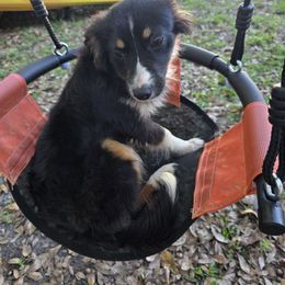 Grace - Black tri female Miniature Australian Shepherd puppy in Citra, Florida from Southpaw Herders LLC