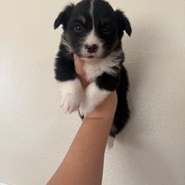 Squirtle - Black and tan male Pembroke Welsh Corgi puppy in Red Bluff, California from Wilder Ranch Corgis