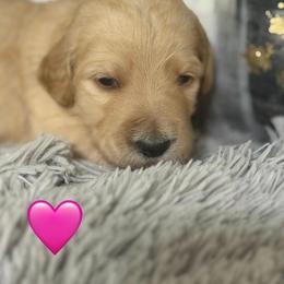 Lulu - Apricot female Goldendoodle puppy in Naples, Florida from Goldendoodles Of Naples