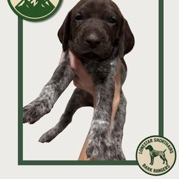 Skye - Liver roan female German Shorthaired Pointer puppy in Dallas, Texas from Lonestar Shorthairs