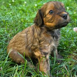 Chocolate Mousse Cake - Brown male Cavapoo puppy in Lewisburg, Pennsylvania from Jessie's Puppies