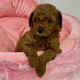 Cavalier King Charles Spaniels, Cavapoos, and Poodles from Maria's Pups