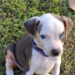 Catahoula Leopard Dog, Goldendoodle, Poodle, and Sheepadoodle Puppies from Prospect Catahoula Farms, LLC