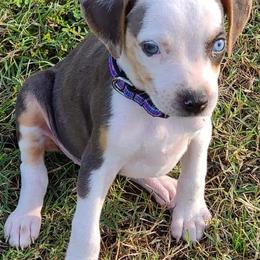 Catahoula Leopard Dog, Goldendoodle, Poodle, and Sheepadoodle Puppies from Prospect Catahoula Farms, LLC