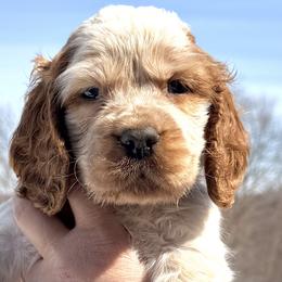 Georgia - Lemon and white female English Springer Spaniel puppy in Bay City, Wisconsin from Springer Hills Farm