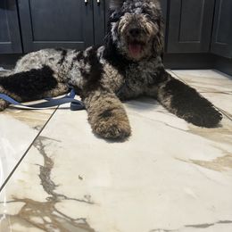 Sid (Orange) - Merle Goldendoodle puppy in Byron Center, Michigan from The Perfect Doodle Paw