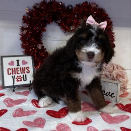Joan Jett - Tri-color female Bernedoodle puppy in Gilbert, Arizona from The Berne Barn... it’s a Doodle thing!
