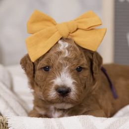 Goldendoodles from West U Doodles