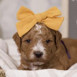 Goldendoodles from West U Doodles
