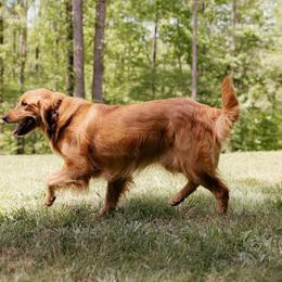 PJ - Golden Retriever