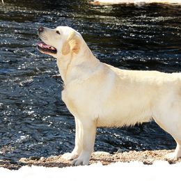 Ben - Labrador Retriever