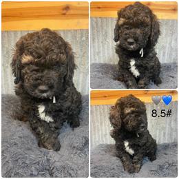 Gray collar - Sable male Goldendoodle puppy in Clarksville, Iowa from Iowa Heartland Doodles