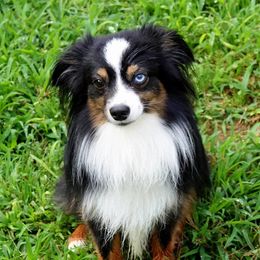 Bear - Toy Australian Shepherd