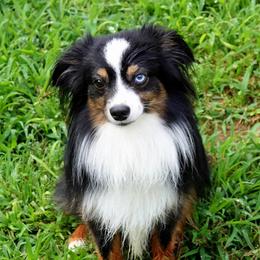 Bear - Toy Australian Shepherd