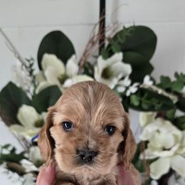 Ernie - Buff male Cocker Spaniel puppy in Platteville, Wisconsin from Elk Grove Cocker Spainels