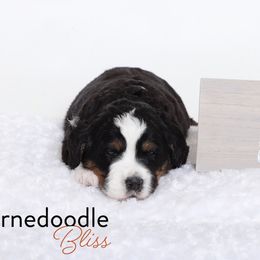 Bernedoodle Puppies from Bernedoodle Bliss
