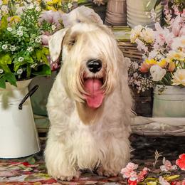 Sealyham Terriers from Jenny Voss
