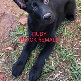 Ruby - Black female German Shepherd puppy in Blairsville, Georgia from Black Sheep German Shepherds
