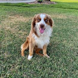 Axel Rose - Red tri-color male Australian Shepherd puppy in Beach City, Texas from Salt N Sass Aussies