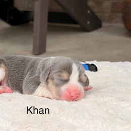 Khan - Blue tan and white male Beagle puppy in Mansfield, Missouri from Rippee Creek Kennel