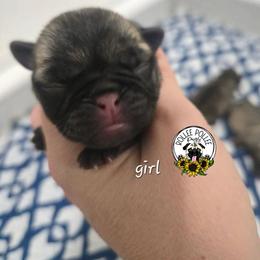 Girl 3 - Fawn female Pug puppy in Keysville, Georgia from Rollee Pollee Pugs