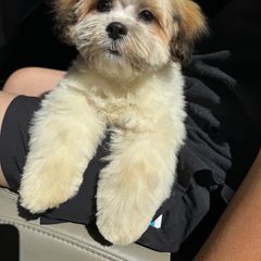 Shichon Puppies from Checkered flag breeding