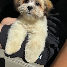 Shichon Puppies from Checkered flag breeding