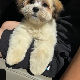 Shichon Puppies from Checkered flag breeding