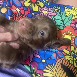 Spud - Chocolate male Dachshund puppy in Mountain Home, Idaho from Desert Wind Dachshunds