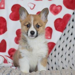 Diamond - Red female Pembroke Welsh Corgi puppy in Morgantown, Pennsylvania from GoldStar Corgis (License Number 18519)