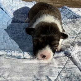 Paris FLUFFY - Sable female Pembroke Welsh Corgi puppy in Fairchild, Wisconsin from Reigning Corgis