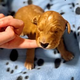 Rocky - Apricot male Goldendoodle puppy in Vancouver, Washington from Mini Goldendoodles