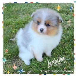 Lambchop - Blue merle female Pomeranian puppy in Eatonville, Washington from Foxy Forest Poms