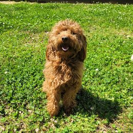 Assorted Doodle Crosses, Cavalier King Charles Spaniels, and Goldendoodles from Wookie Doodles