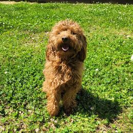 Assorted Doodle Crosses, Cavalier King Charles Spaniels, and Goldendoodles from Wookie Doodles