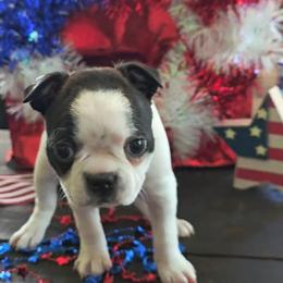 Girl 3 - Seal brindle and white female Boston Terrier puppy in Shreveport, Louisiana from Cristi's Port Bostons