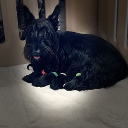 Skye - Scottish Terrier