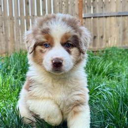 Australian Shepherds from Ember's Homestead- Australian Shephers