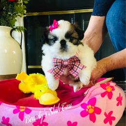 Tiny Charlotte - Gold and white female Shih Tzu puppy in Manteca, California from Beauty's Shih Tzu (California)