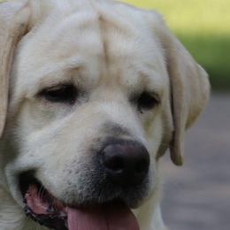 Ella - Labrador Retriever