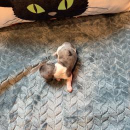 Pie bald dapple female - Piebald female Dachshund puppy in Powell, Tennessee from Tall & Tiny TN k9s