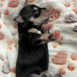 AKC - Kodak -Yellow - Black and silver female Miniature Schnauzer puppy in Wheeler, Wisconsin from Sue’s Miniature Schnauzers