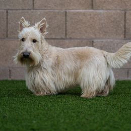Faustus - Scottish Terrier