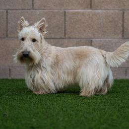Faustus - Scottish Terrier