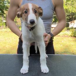 Silken Windhound Puppies from Cadence Silken Windhounds
