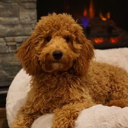 Ruby - Red  Poodle puppy in New Jersey from TK Poodles
